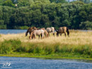 Horses – Konie